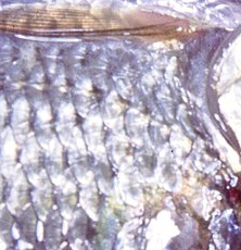 Fish closeup.png