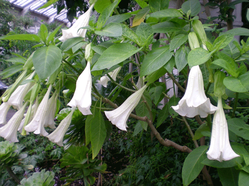 File:Sygenta.gif