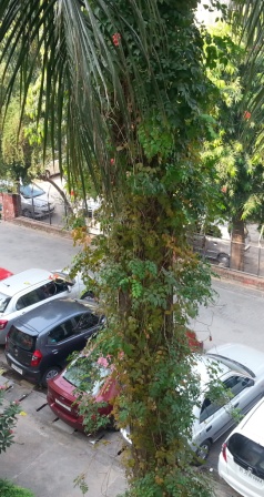 Treewithcreeper.jpg