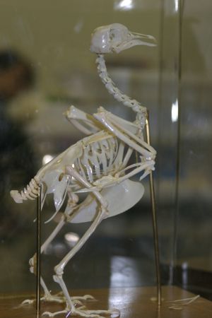File:Bird skeleton.jpg