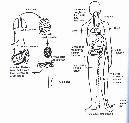 Hookworm4.Jpg