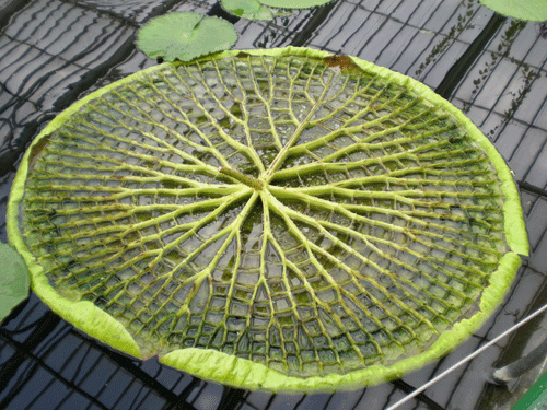 File:Kew pp2.gif