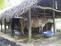 PIC 0011.JPG