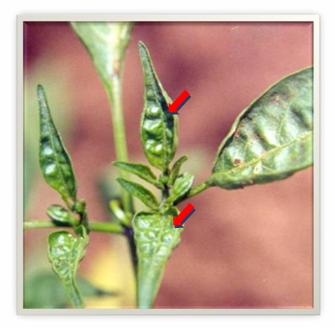Chilli Leaf Upward Curl