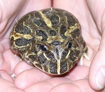 File:Packman frog.jpg