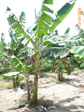 File:00008a.jpg