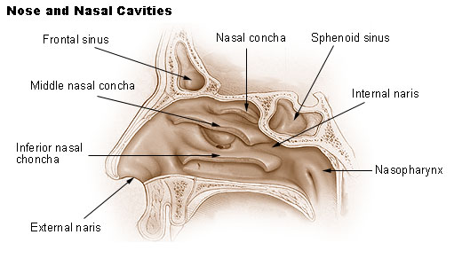 File:Altmannasalcavity.png