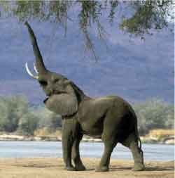 Elephant.jpg