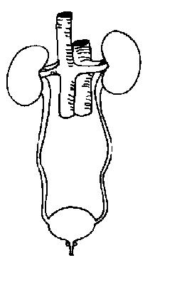 Excretory system unlabelled.JPG