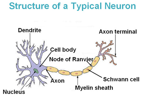 Neuron.jpg