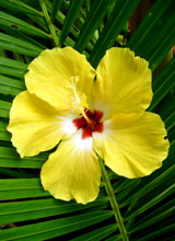 File:Tanoa.jpg