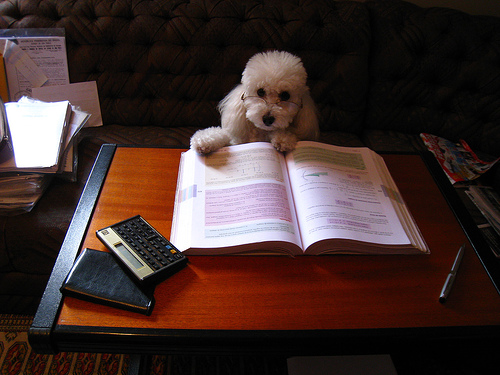 File:Reading dog.jpg