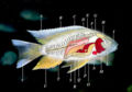 Marine creatures.jpg