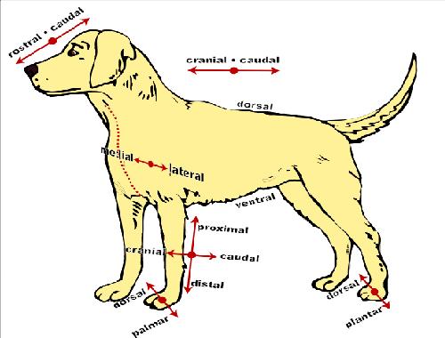 Directional terms.JPG