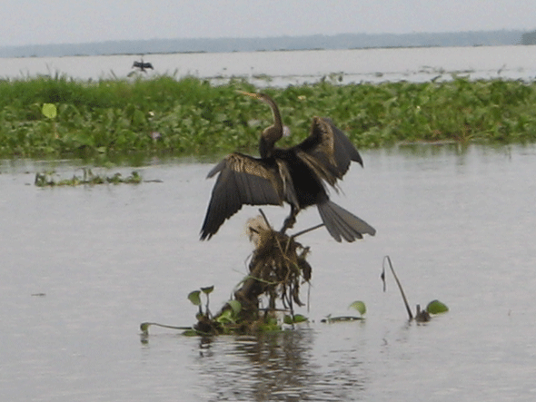 File:Thekadi.gif