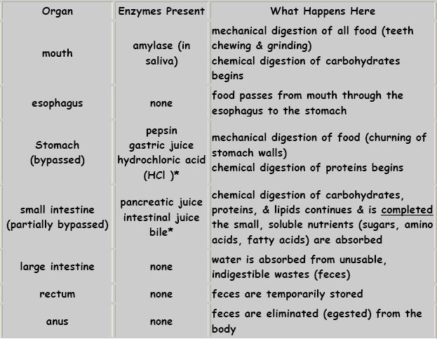 Digestion 2.jpg