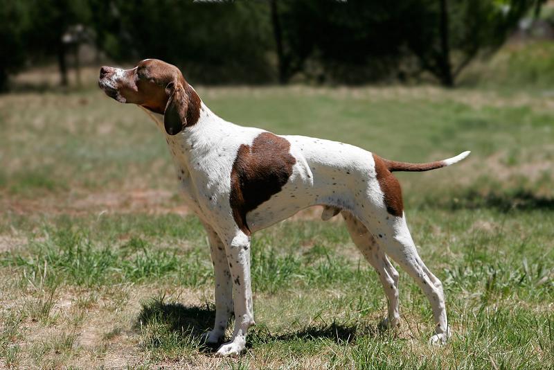 File:English pointer.jpg