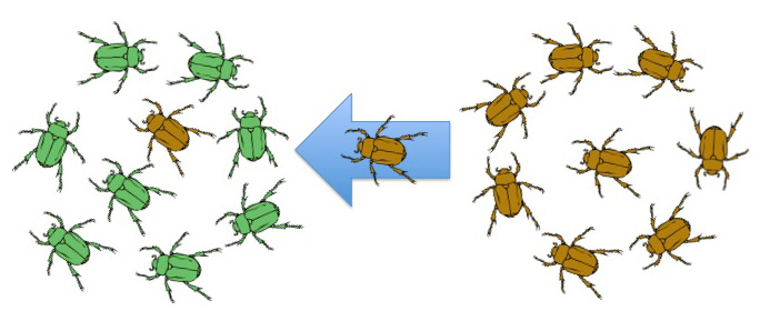 Image: Illustration of gene flow.