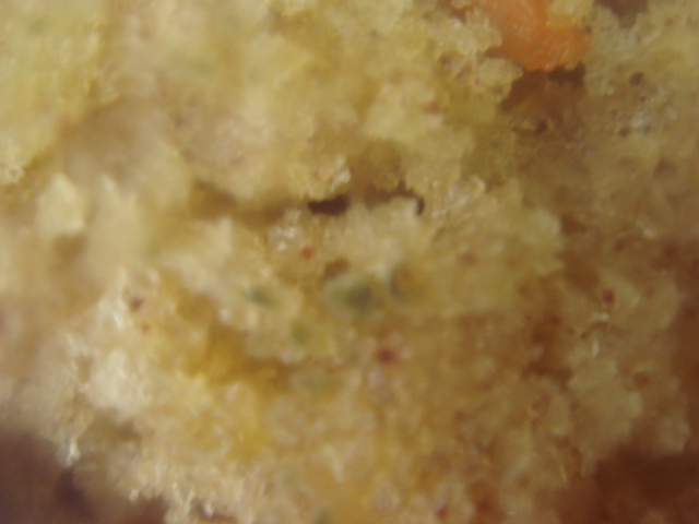 File:Mold2.jpg