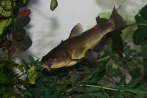 File:Catfish.jpg