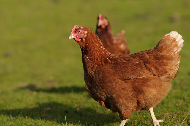 File:Free range-hens.jpg