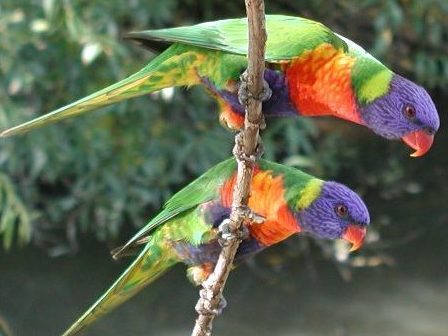 Parrots2.jpg