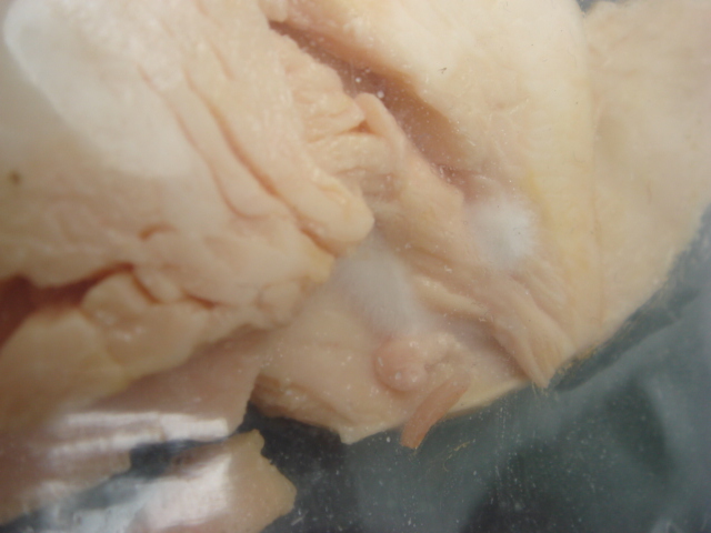 File:Mold1.jpg