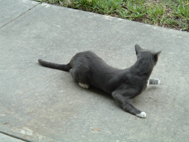 File:Resting cat.jpg