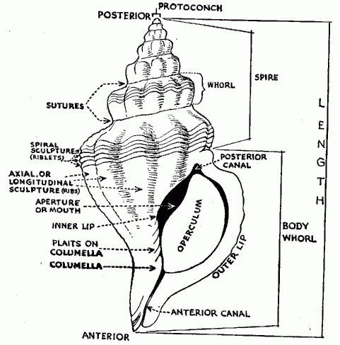Gastropod shell.gif