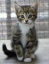 a CAT