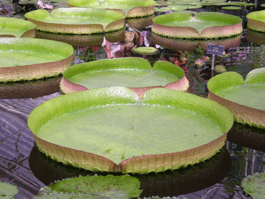 File:Kew.gif