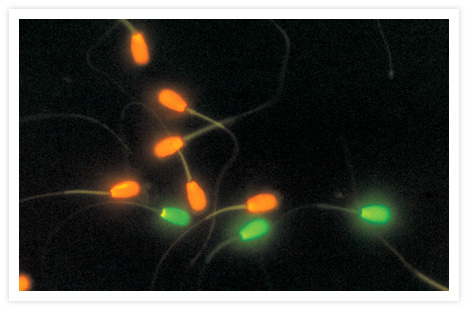 File:Viability.jpg