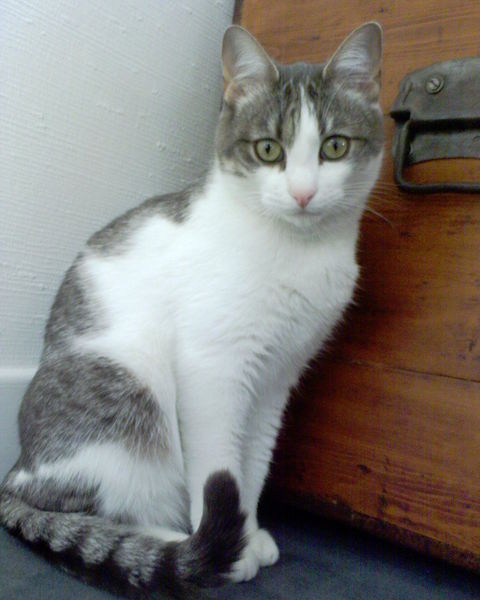 File:Cat.jpg