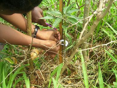 Working together in the field