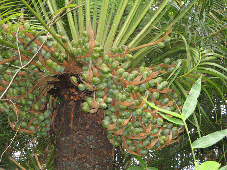 File:Cycas.gif
