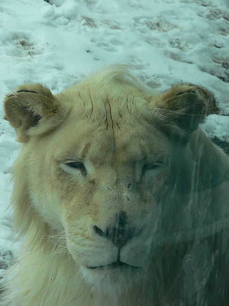 File:Lion.jpg