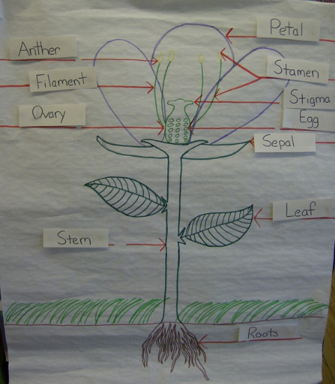 File:PlantDissection.jpg