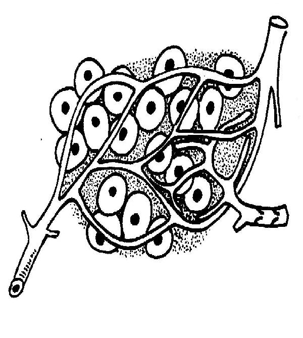 Capillary bed with lymphatics.JPG