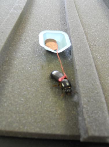 File:Beetlepic2.png