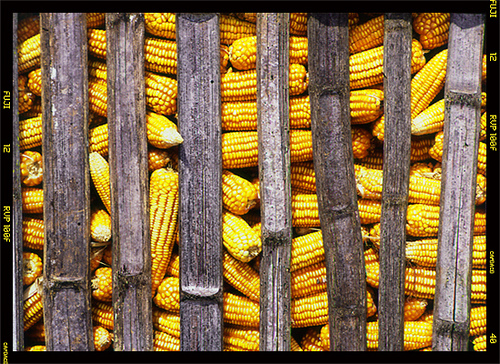File:Dry corn.jpg
