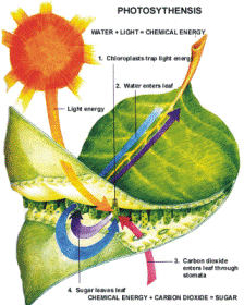 File:Photosynthesis.gif