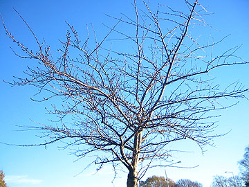WEtree 360.jpg