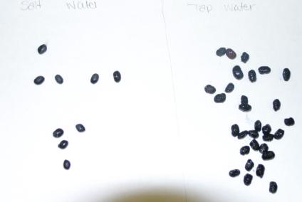 File:Beans8.png