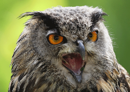 File:Coruja4.gif
