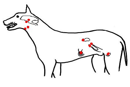 Endocrine organs of dog.JPG