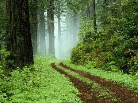 File:Forest2.jpg