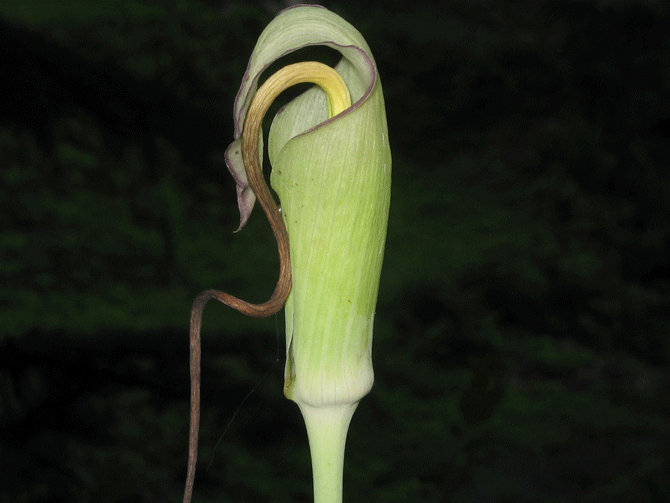 File:Jageswar.gif