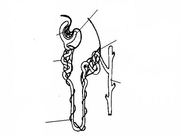 Nephron unlabeled.JPG