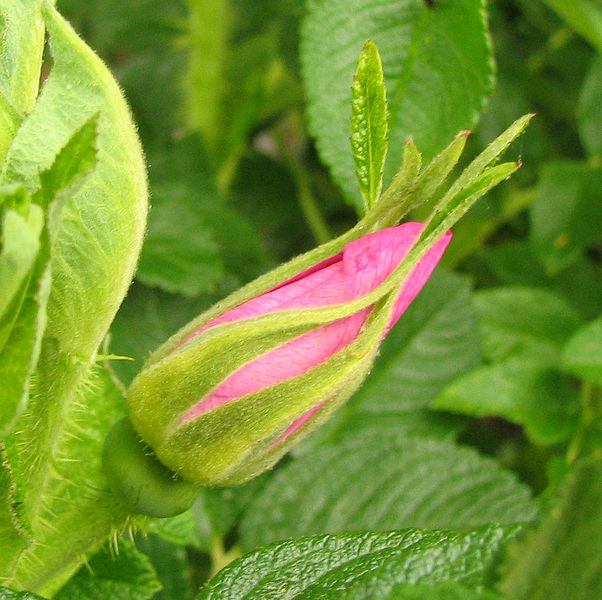 File:Mafla.jpg