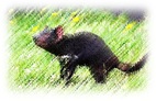 Tassie Devil.jpg